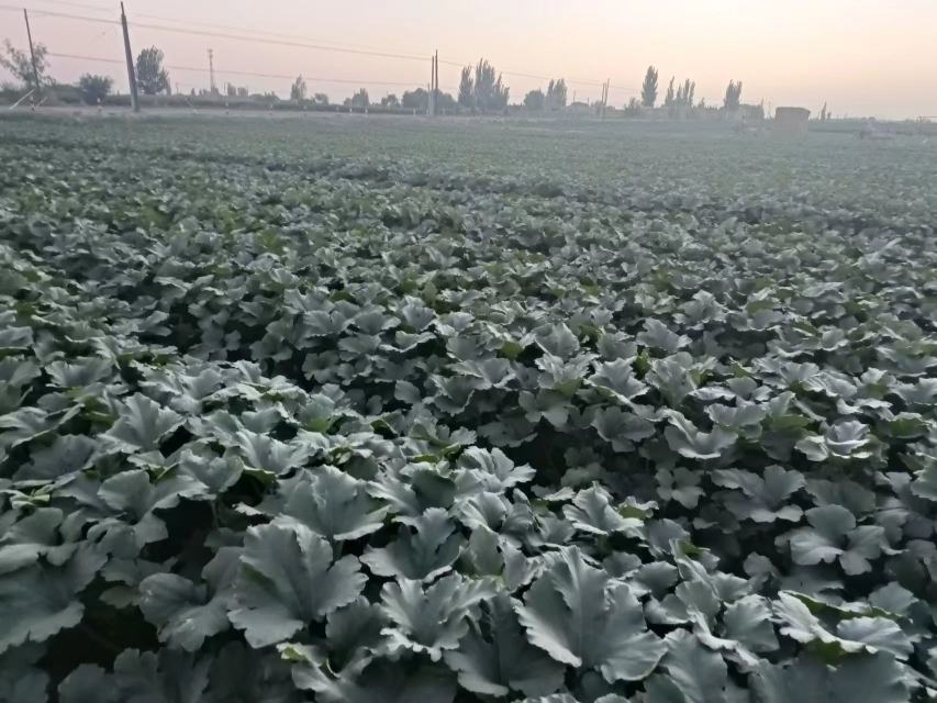 久红瑞甜瓜种植基地航拍图