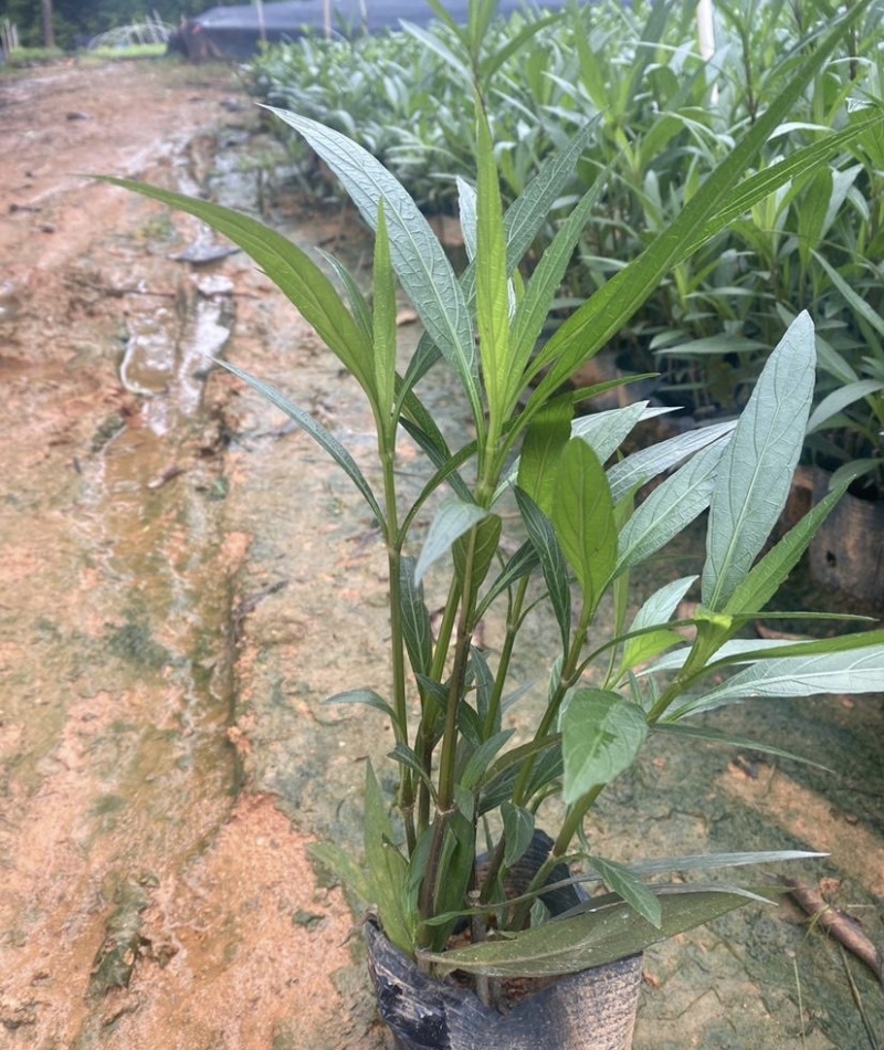 大量出售各规格的翠芦莉有须联系我价格优惠