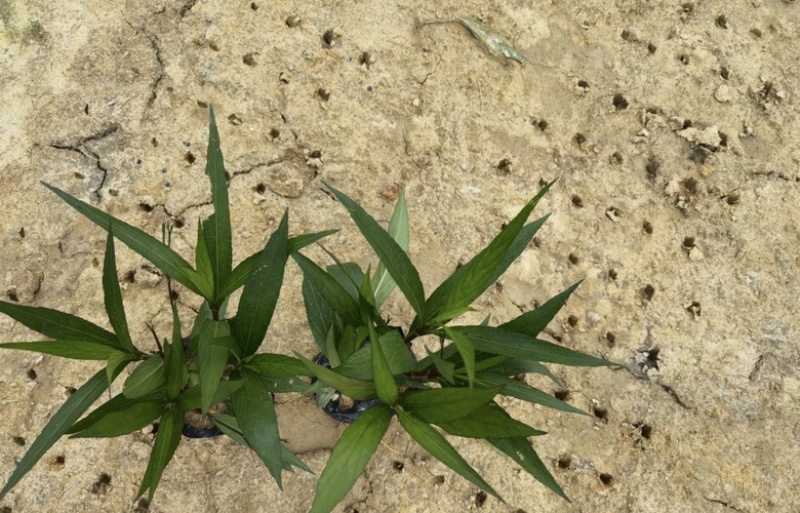 大量出售各规格的翠芦莉有须联系我价格优惠
