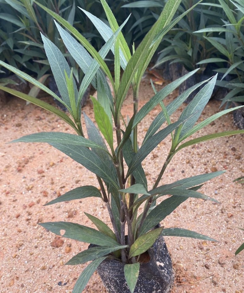 大量出售各规格的翠芦莉有须联系我价格优惠