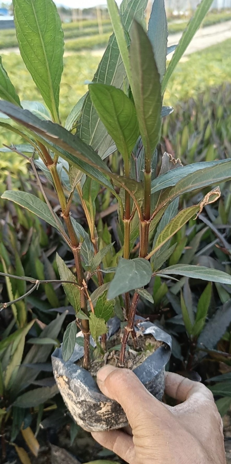 大量出售各规格的翠芦莉有须联系我价格优惠