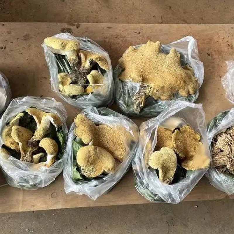 云南野生虎掌菌黄虎掌菌精品电商货