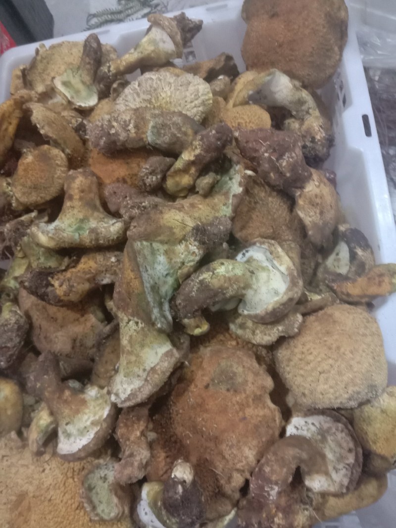 云南野生虎掌菌黄虎掌菌精品电商货