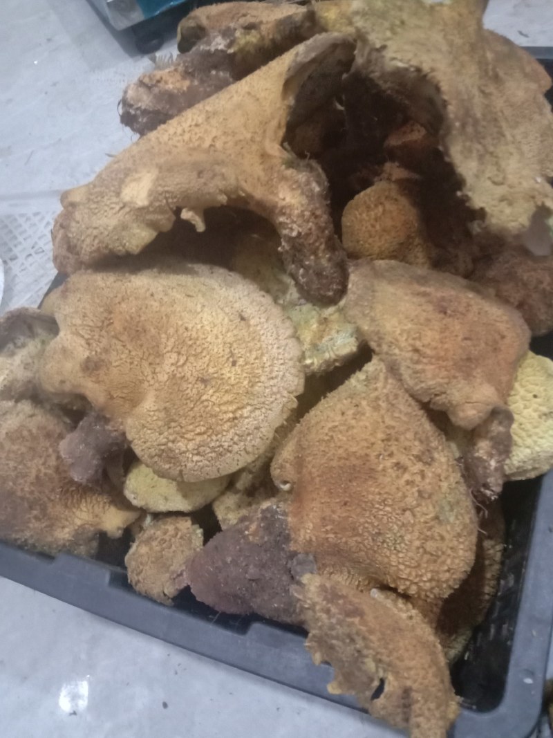 云南野生虎掌菌黄虎掌菌精品电商货