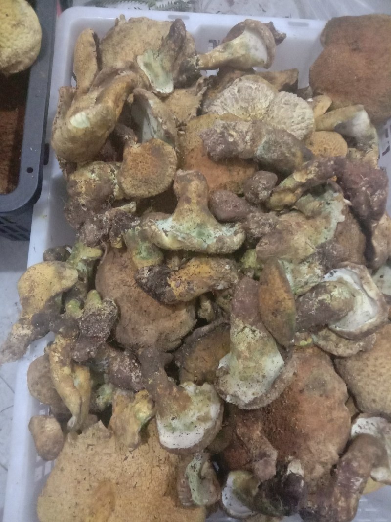 云南野生虎掌菌黄虎掌菌精品电商货
