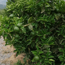 重庆枳壳基地直供100吨鲜枳壳