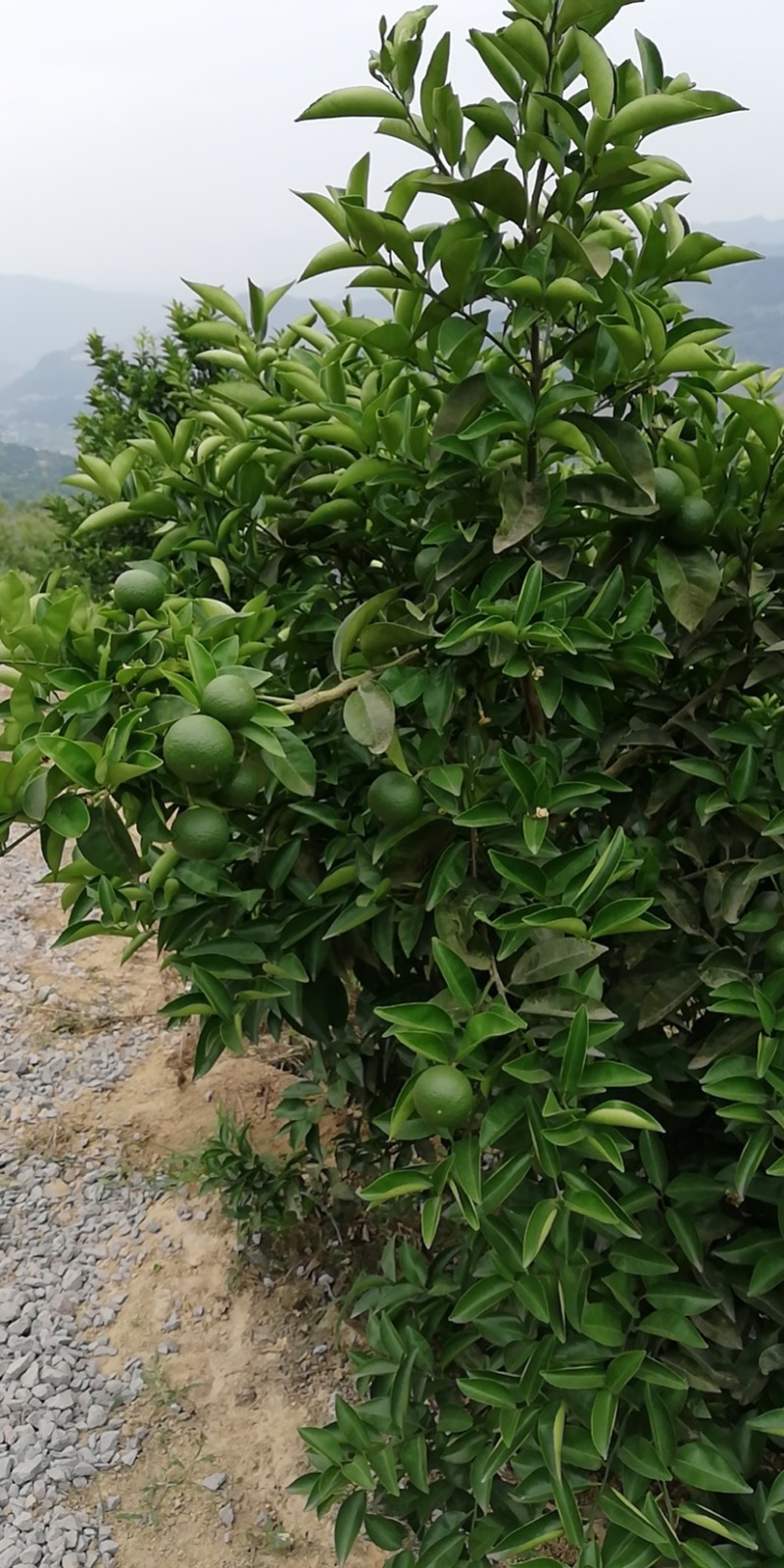 重庆枳壳基地直供100吨鲜枳壳