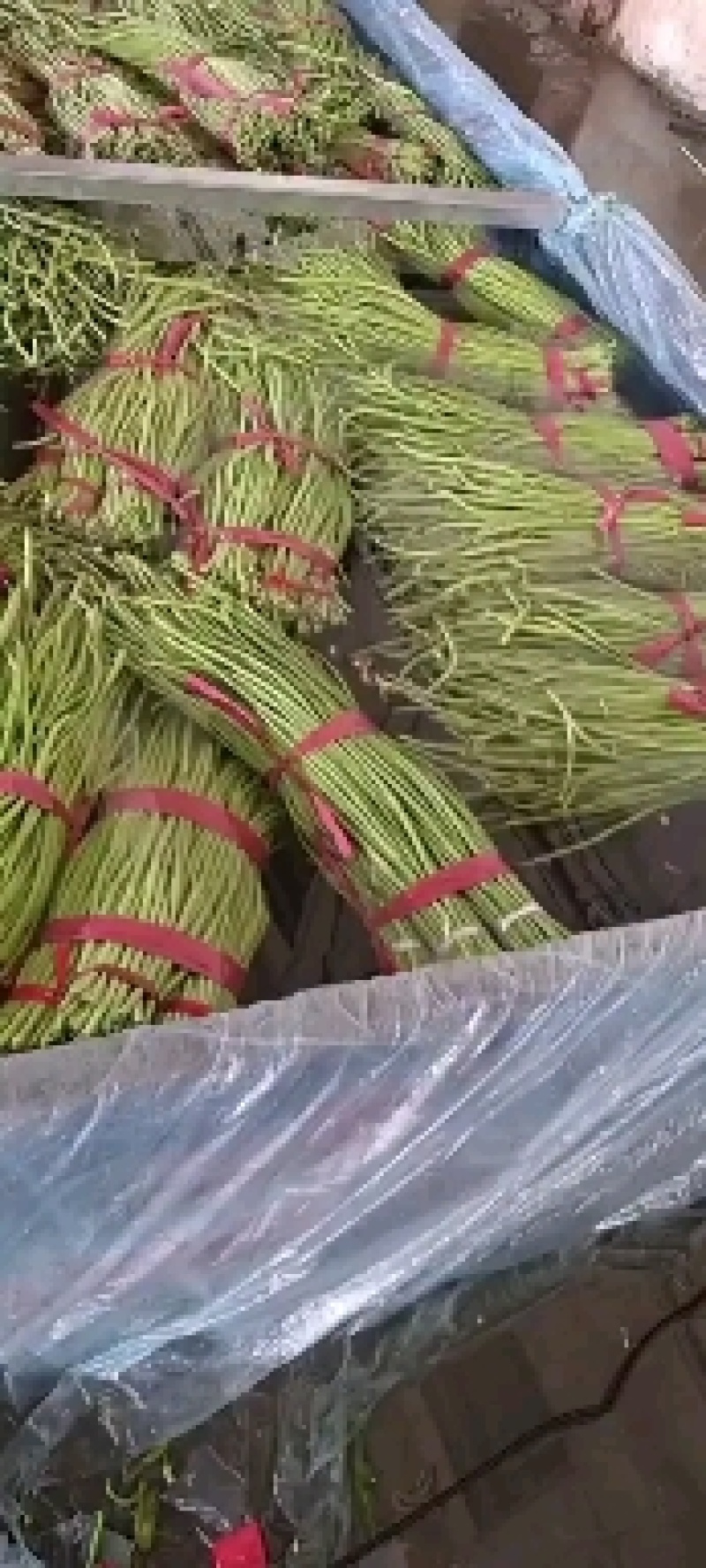 精品长豆角河北永年大量有货质量好精品刚刚上市可以腌制，