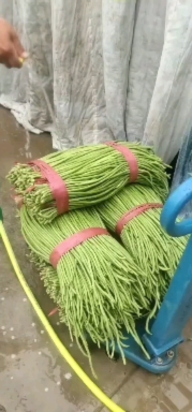 精品长豆角河北永年大量有货质量好精品刚刚上市可以腌制，