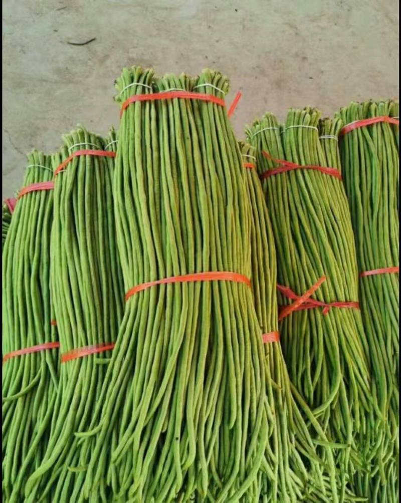 精品长豆角河北永年大量有货质量好精品刚刚上市可以腌制，