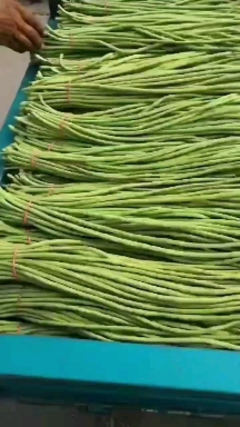 精品长豆角河北永年大量有货质量好精品刚刚上市可以腌制，