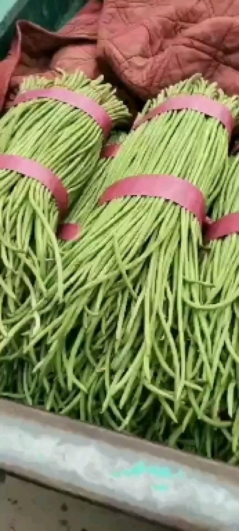 精品长豆角河北永年大量有货质量好精品刚刚上市可以腌制，