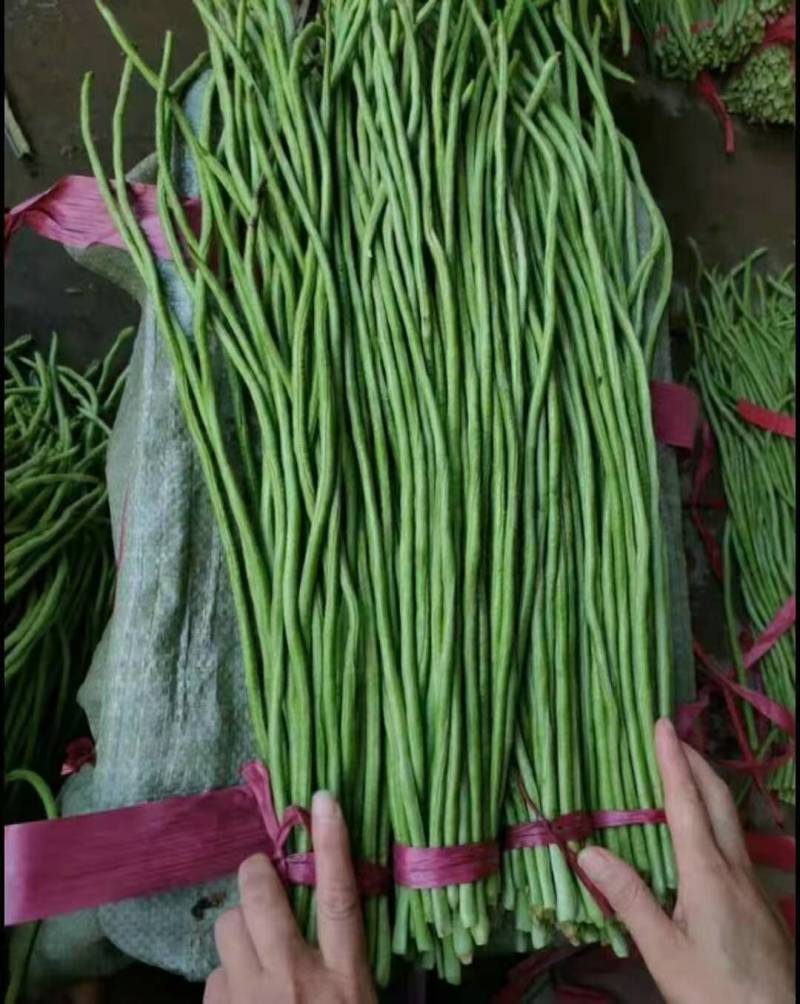 精品长豆角河北永年大量有货质量好精品刚刚上市可以腌制，