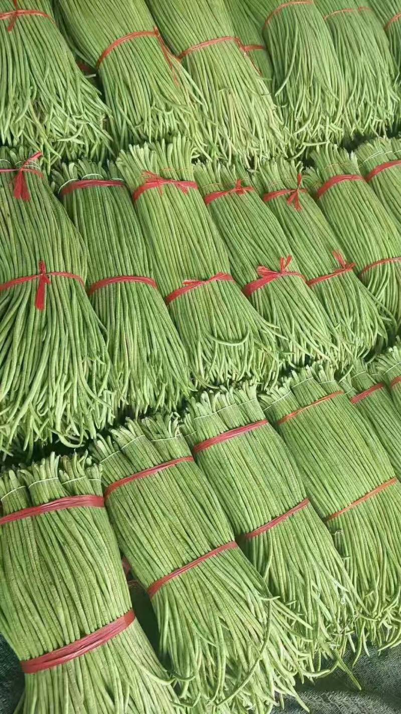 精品长豆角河北永年大量有货质量好精品刚刚上市可以腌制，