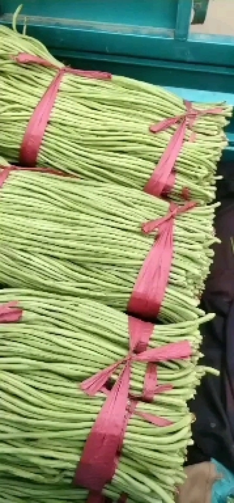 精品长豆角河北永年大量有货质量好精品刚刚上市可以腌制，