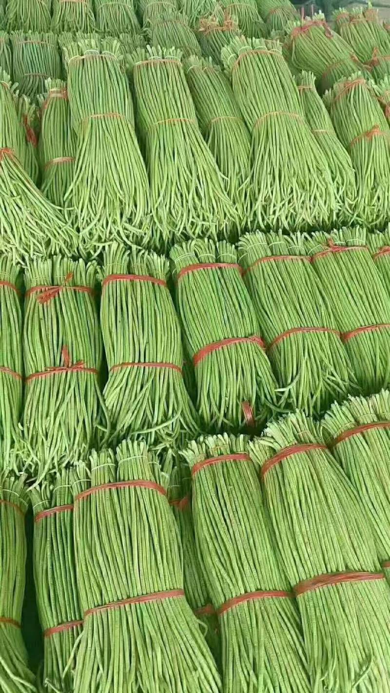 精品长豆角河北永年大量有货质量好精品刚刚上市可以腌制，