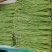 精品长豆角河北永年大量有货质量好精品刚刚上市可以腌制，