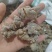 水洗龙骨，化石中药材，锻龙骨五花龙骨可打粉龙骨