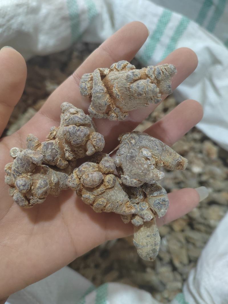 水洗龙骨，化石中药材，锻龙骨五花龙骨可打粉龙骨