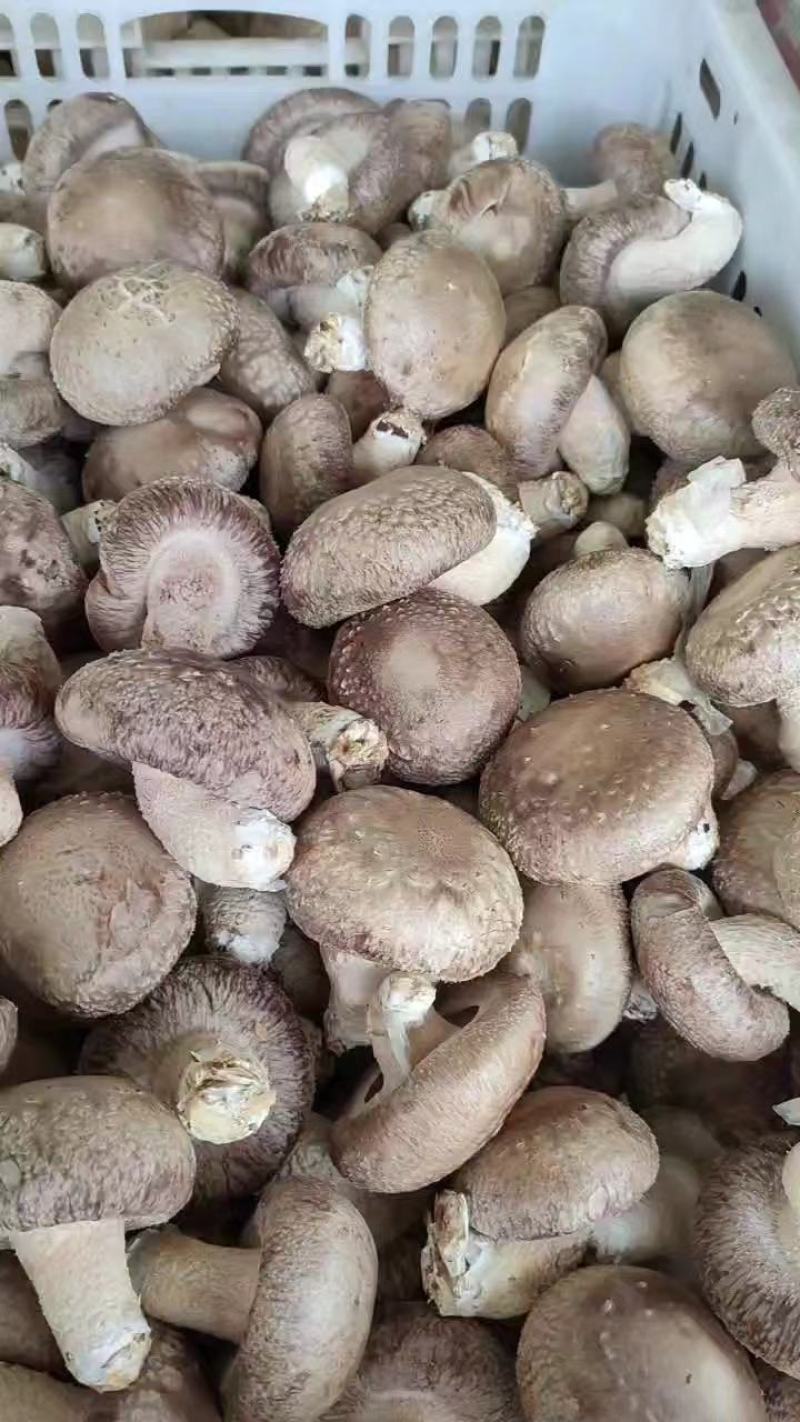 香菇，T2鲜香菇基地直发稳定供货欢迎全国采购商洽谈合作！