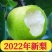 【热销推荐】安徽砀山翠冠梨2024新梨，现摘现发皮薄脆甜