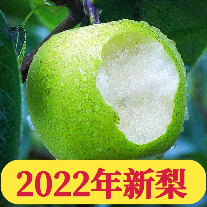 【热销推荐】安徽砀山翠冠梨2024新梨，现摘现发皮薄脆甜