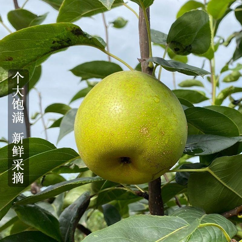 【热销推荐】安徽砀山翠冠梨2024新梨，现摘现发皮薄脆甜