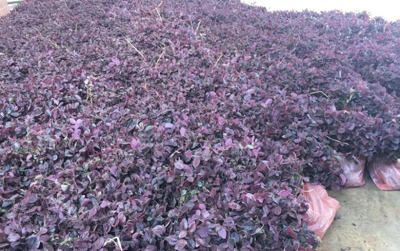 大量出售各种规格的红继木有须联系我价格优惠