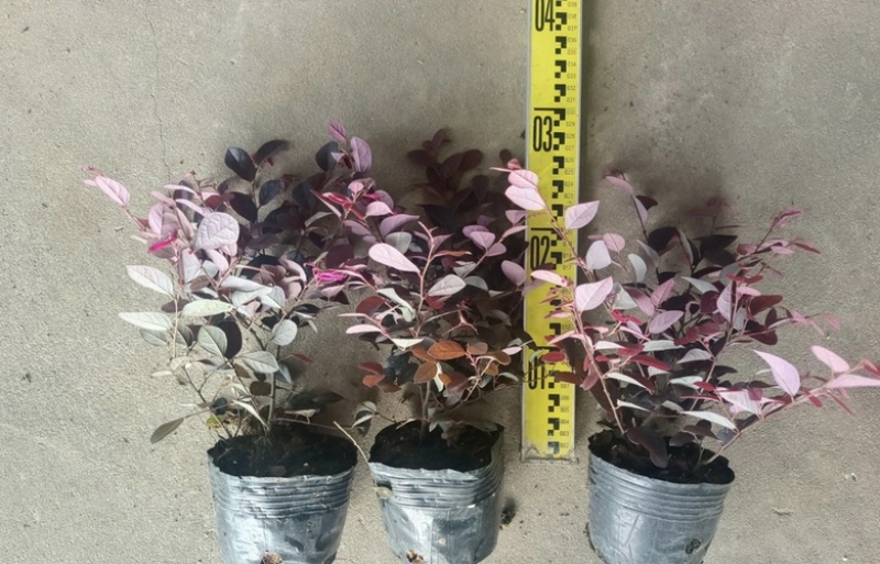 大量出售各种规格的红继木有须联系我价格优惠