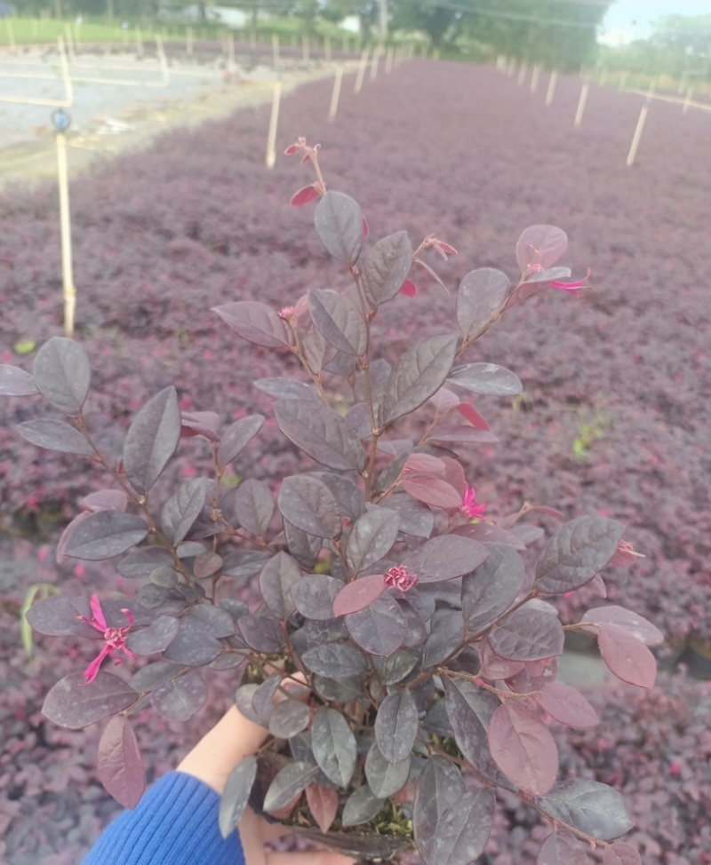 大量出售各种规格的红继木有须联系我价格优惠