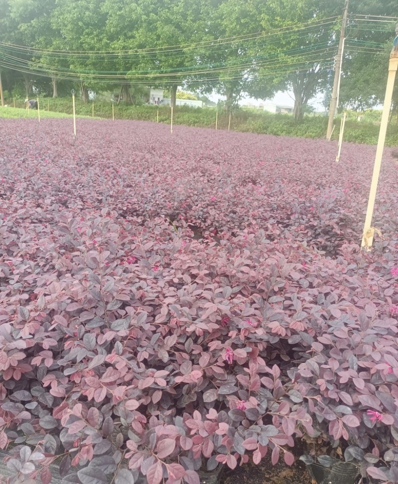 大量出售各种规格的红继木有须联系我价格优惠