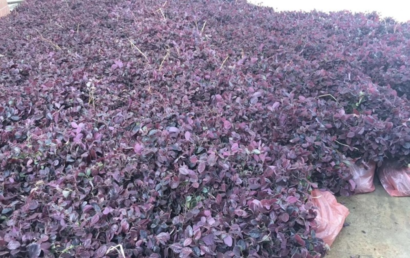 大量出售各种规格的红继木有须联系我价格优惠