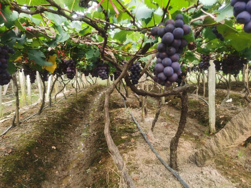 福安象环巨峰葡萄，可代办包装、运输、定制。