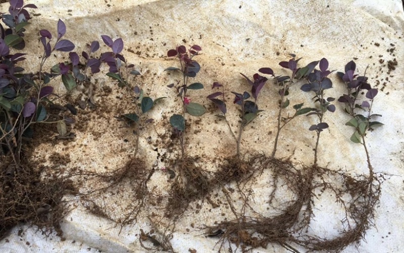 大量出售各种规格的红继木有须联系我价格优惠