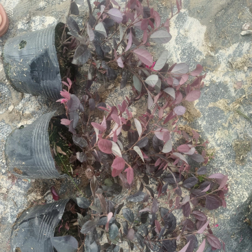 大量出售各种规格的红继木有须联系我价格优惠