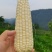 重庆奉节甜糯玉米