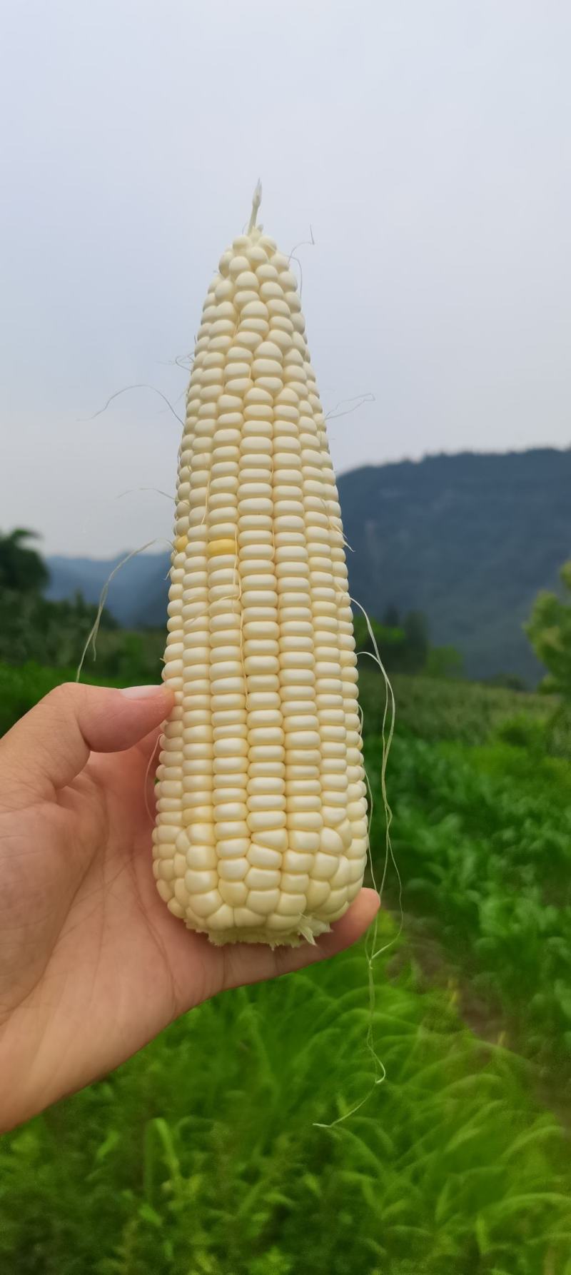 重庆奉节甜糯玉米