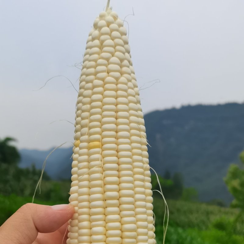 重庆奉节甜糯玉米