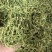 金银花青金银花新货金银花二花产地山东产地货源