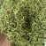 金银花青金银花新货金银花二花产地山东产地货源