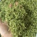 金银花青金银花新货金银花二花产地山东产地货源