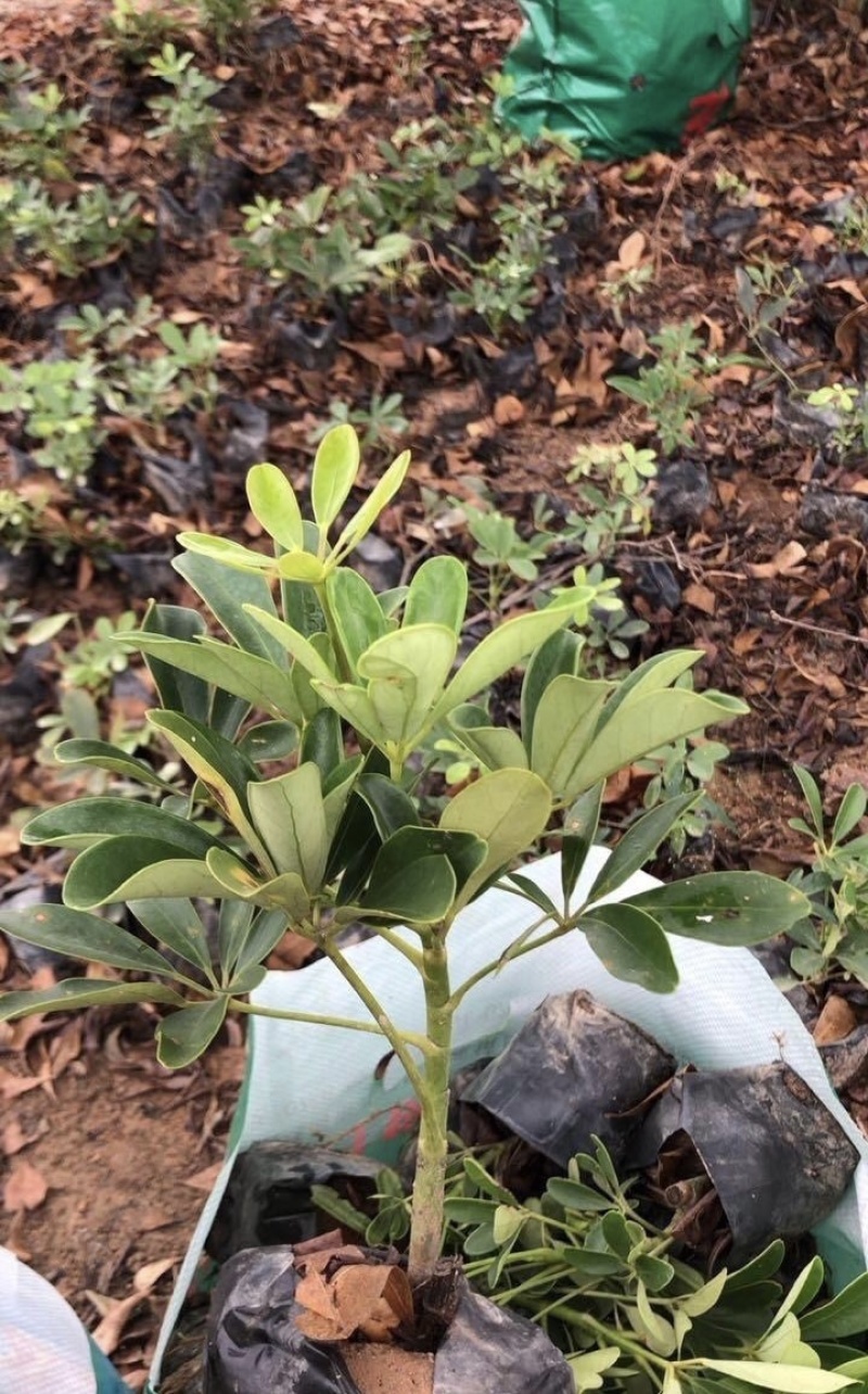 大量出售七斤袋的鸭脚木有须联系我价格优惠