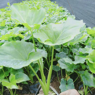 春羽10-15高度长期供应大小规格包技术地被苗