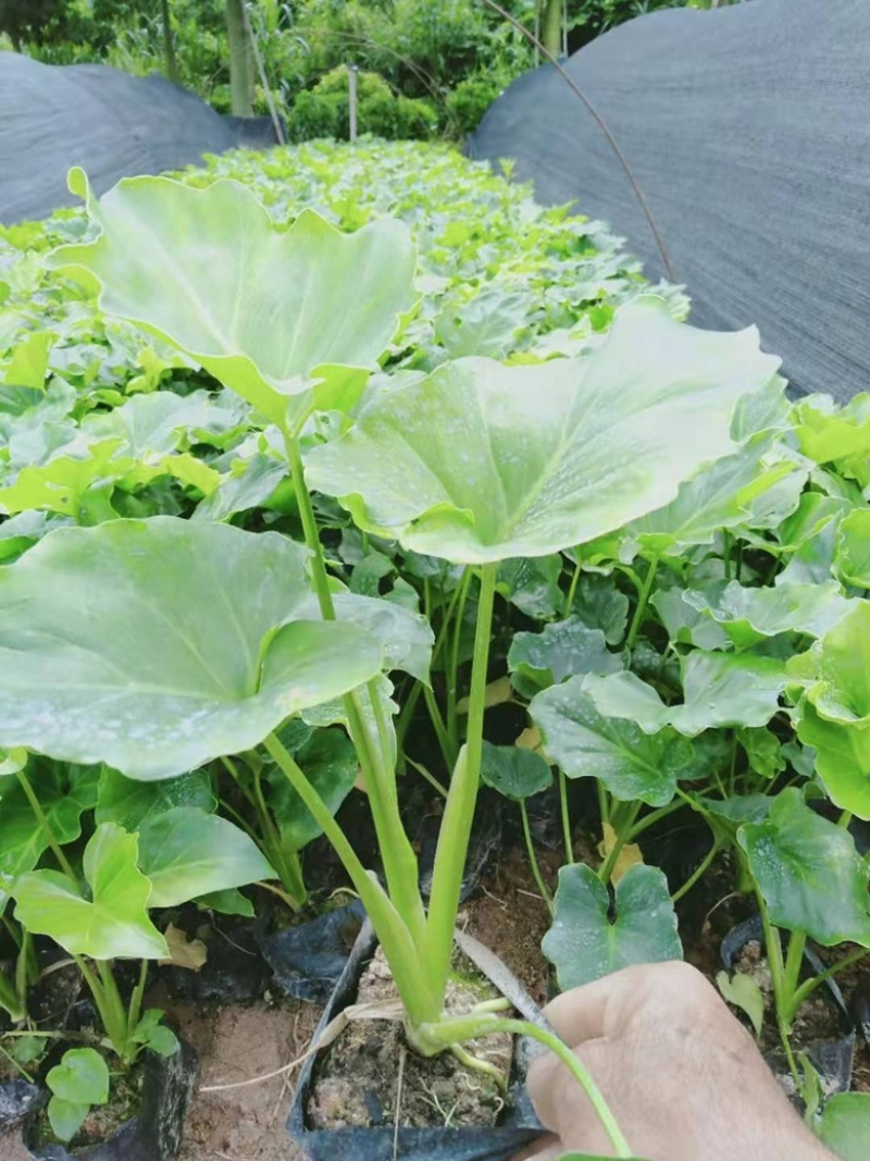 春羽10-15高度长期供应大小规格包技术地被苗
