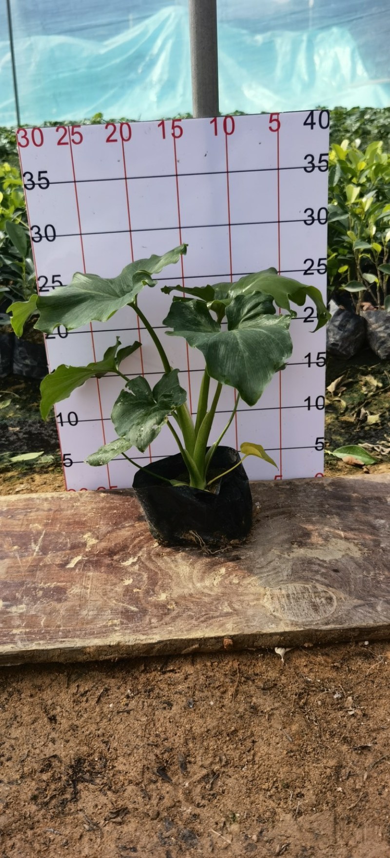 春羽10-15高度长期供应大小规格包技术地被苗