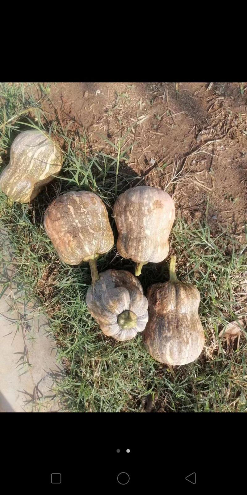 金香玉南瓜，几百亩基地，规格，熟度，随你订，个个精品