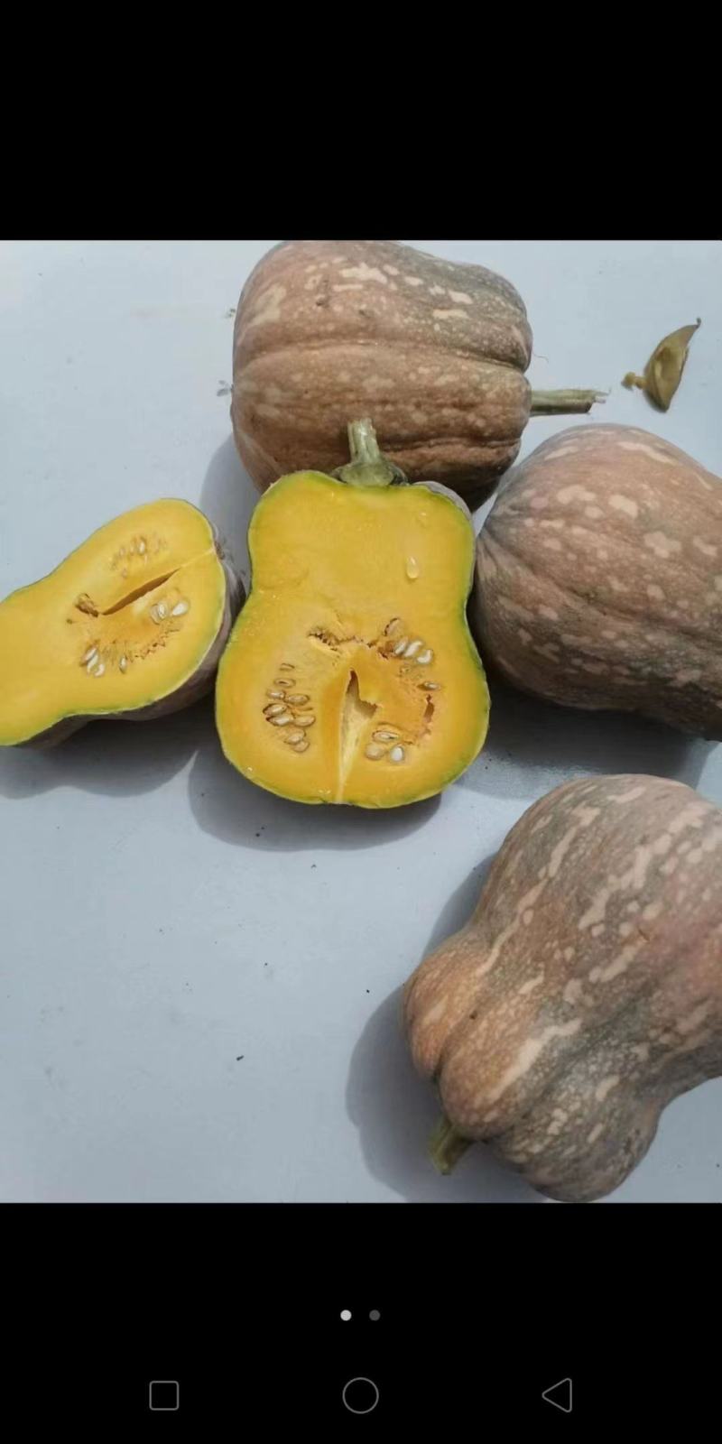 金香玉南瓜，几百亩基地，规格，熟度，随你订，个个精品