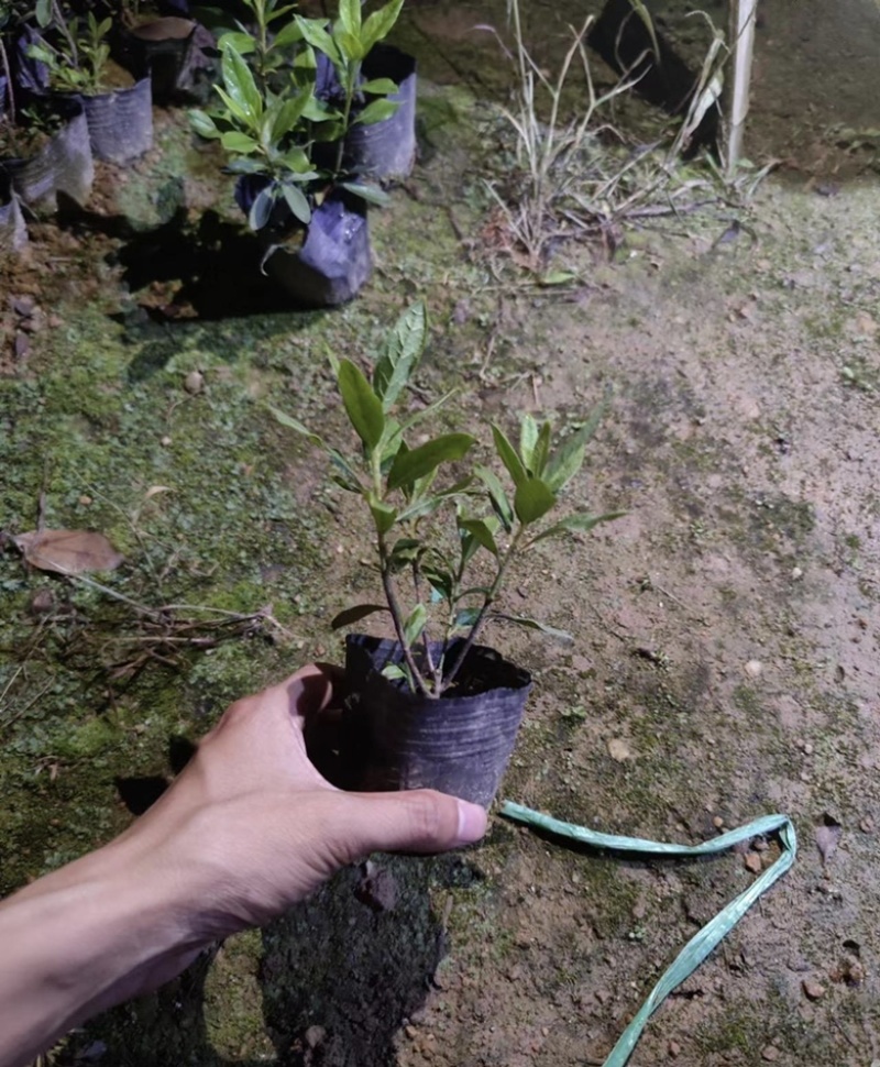 大量出售各规格的毛杜鹃有须联系我价格优惠