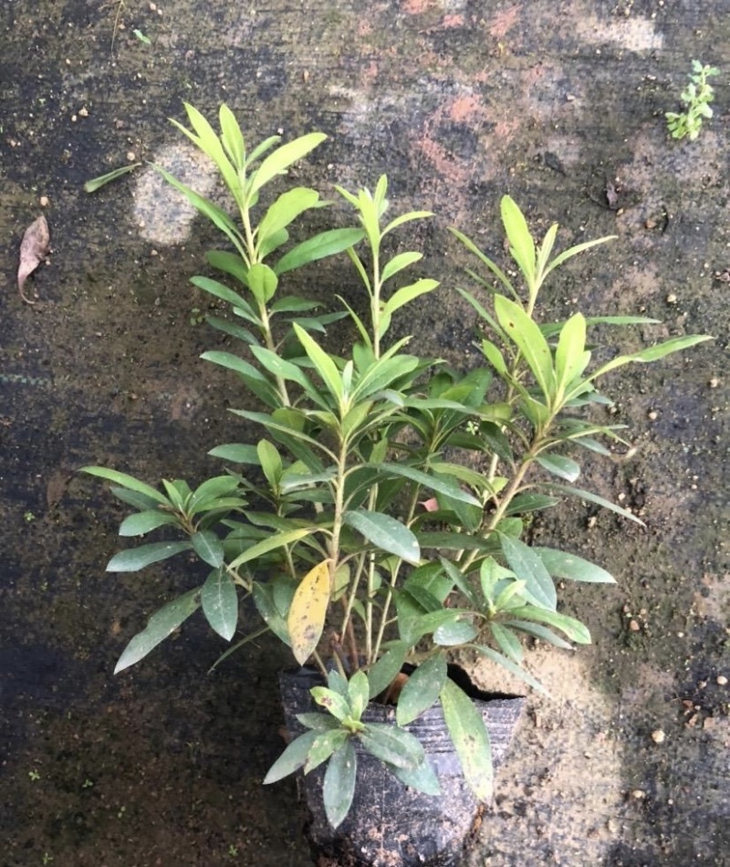 大量出售各规格的毛杜鹃有须联系我价格优惠