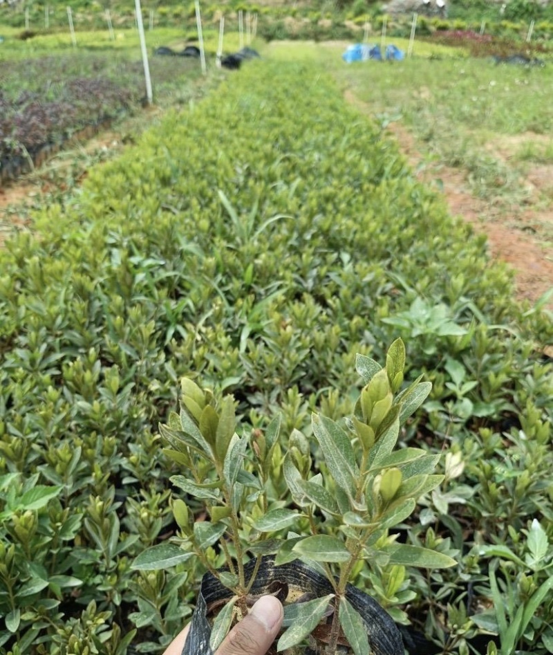 大量出售各规格的毛杜鹃有须联系我价格优惠